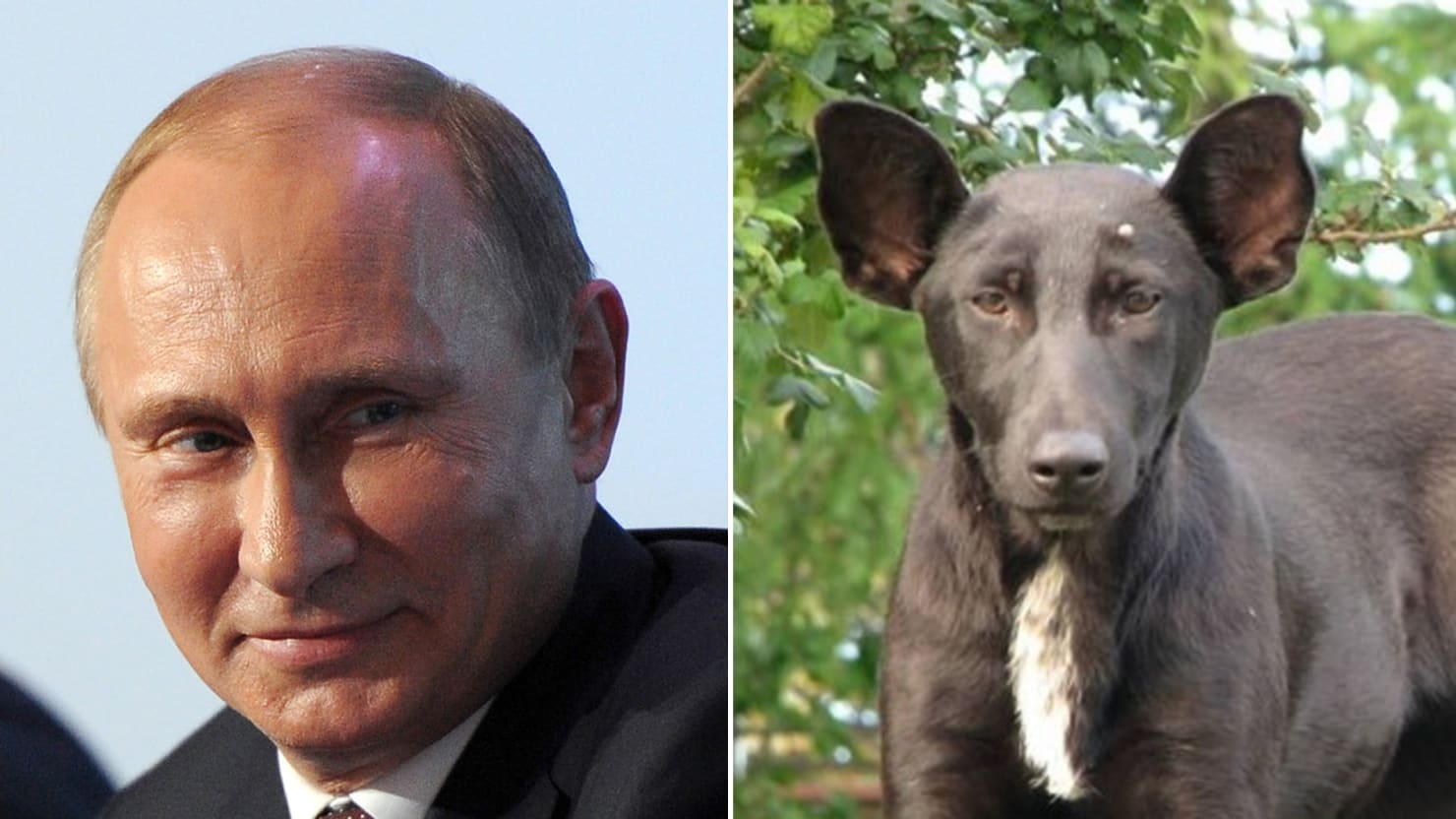 Похож на Путина