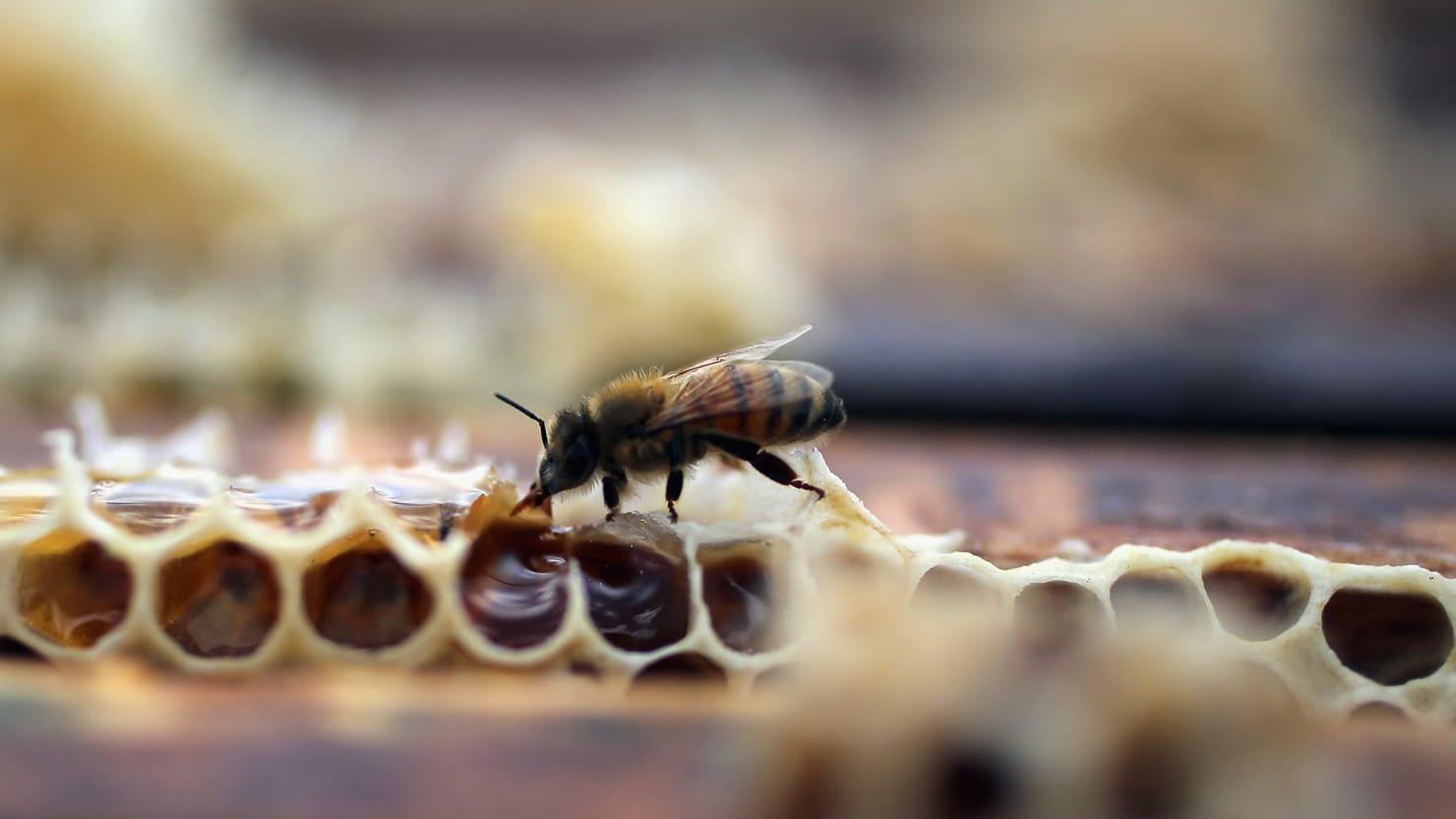 Declining Bee Populations May Lead To Significant Agricultural Losses In Us
