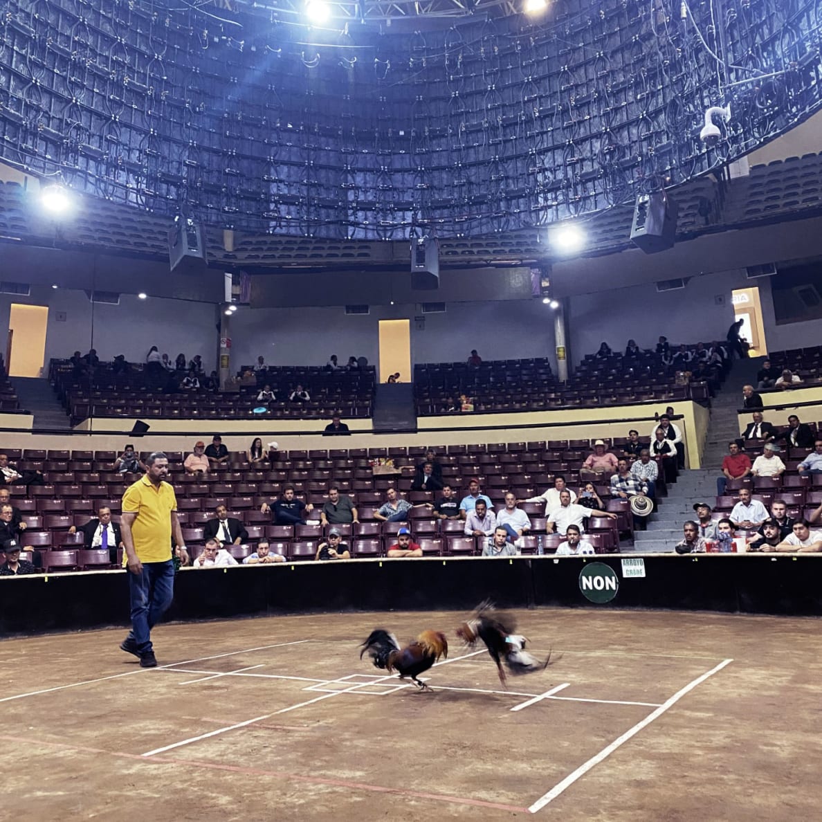 A photograph of the Feria de San Marcos cock fight.
