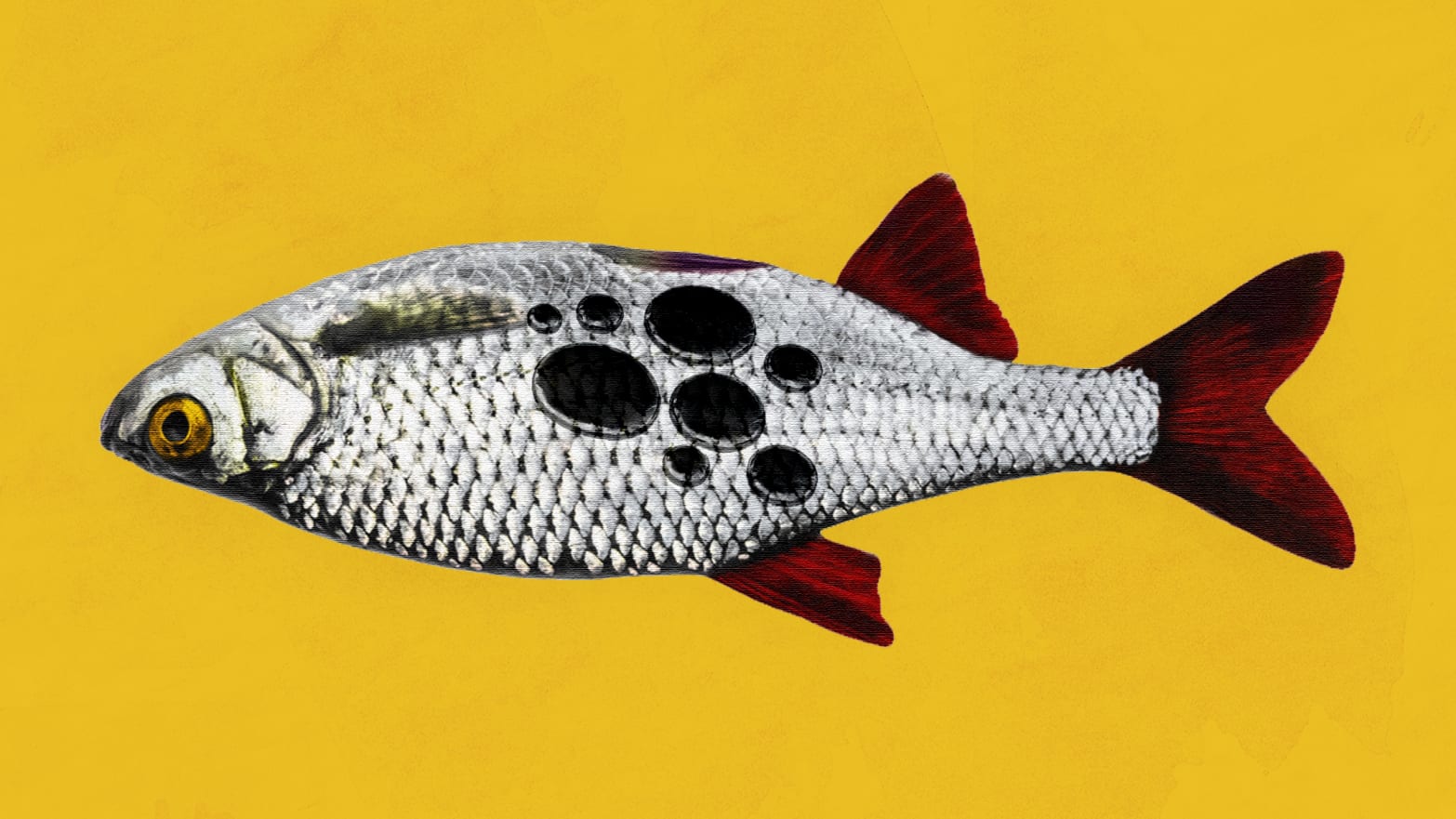 silver fish on yellow background with mercury poisoning splatters salmon pregnancy tuna fetus