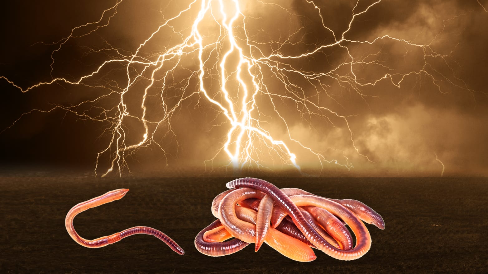 pile of earthworms worms apocalyptic bible scene lightening david montgomery