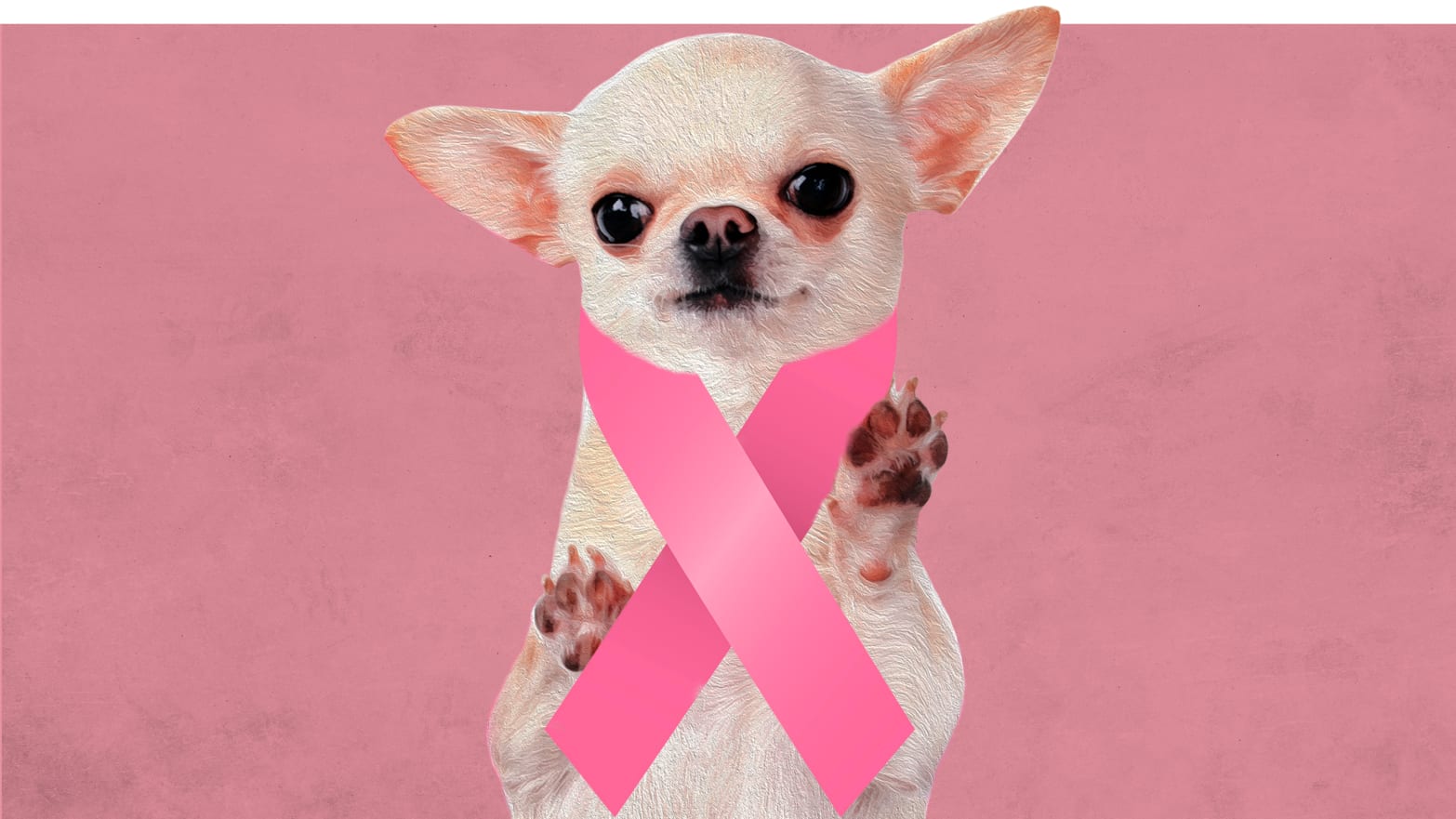 chihuahua wearing a pink breast cancer ribbon pink background veterinary oncology cancer canine