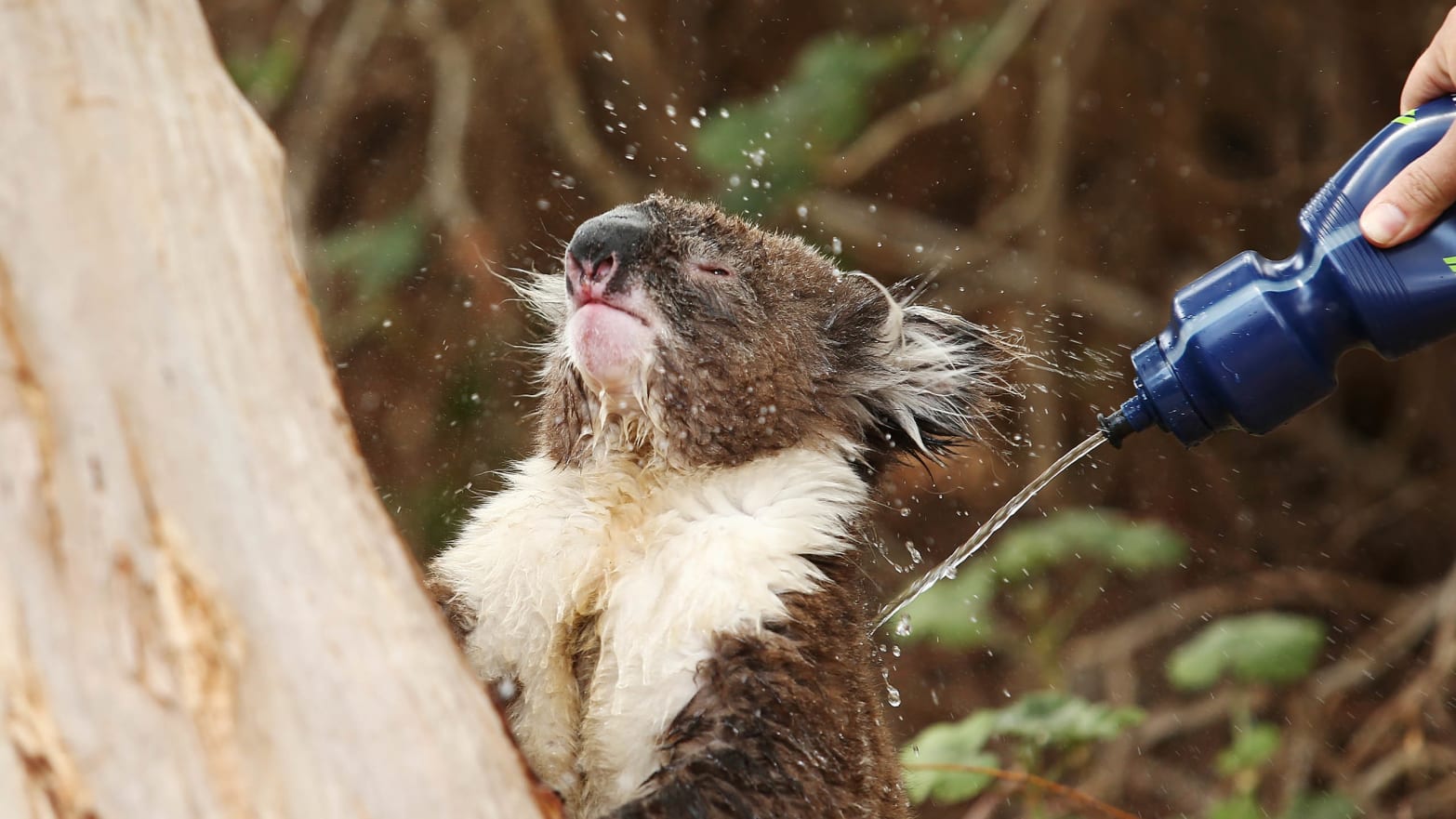 image of koala from adelaide australia getting water squirted on him heat wave heatwave climate change global warming summer