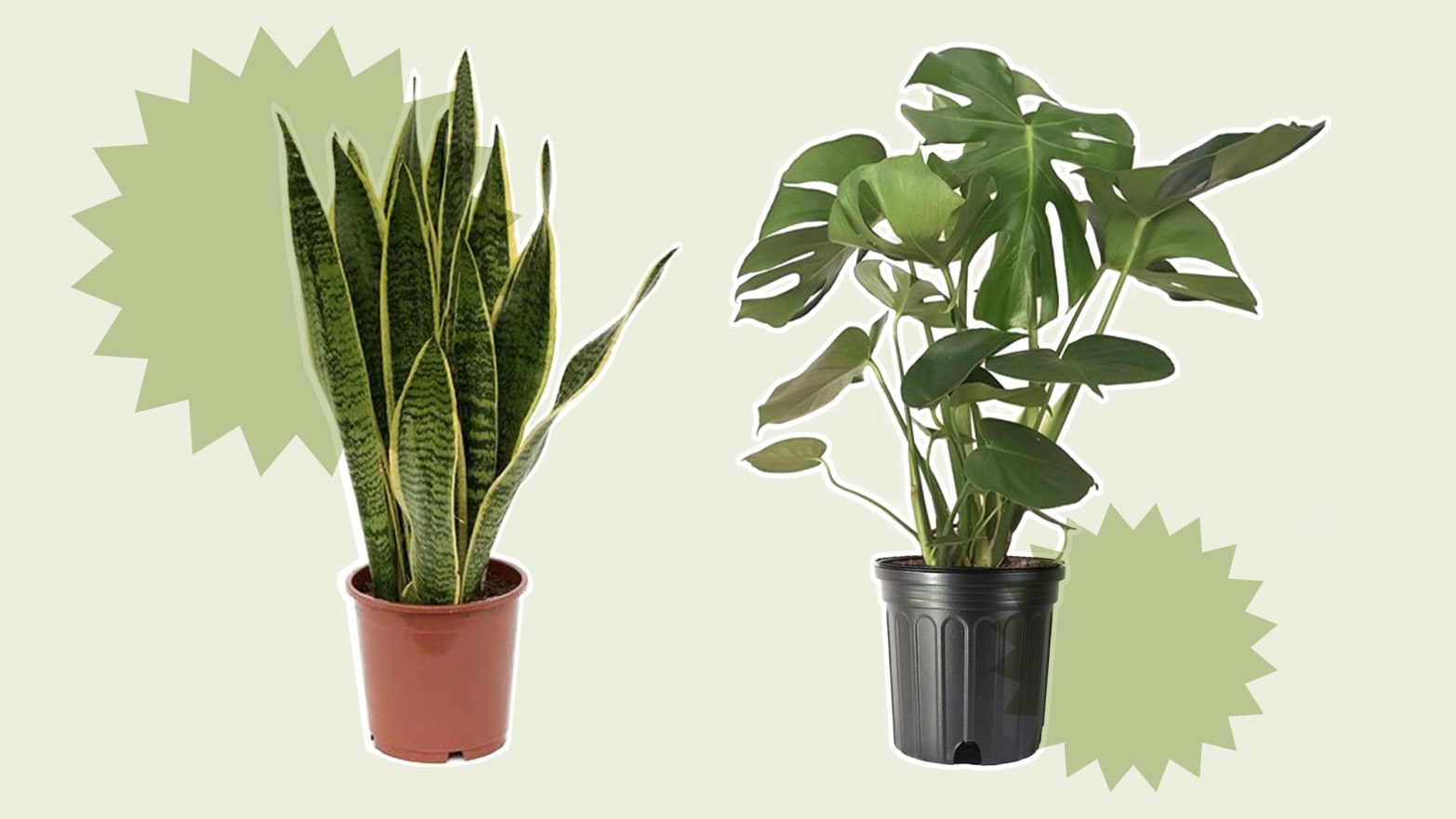 best houseplant for dining room