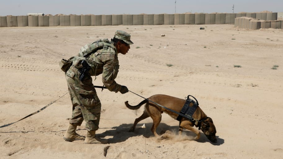 Pentagon Report: Army Mistreated Dogs That Served in Combat