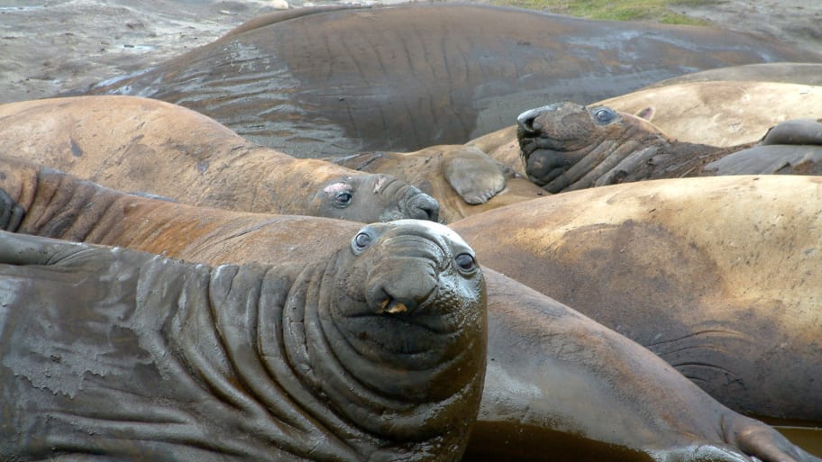 Elephant Seals Took Over California Beach During Shutdown