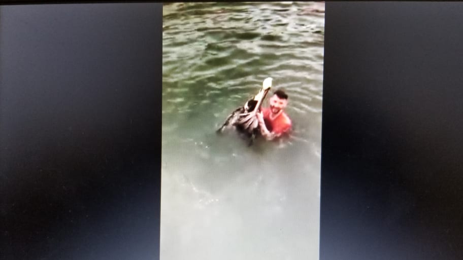 Maryland Man Appears To Attack Key West Pelican in Viral Facebook Video ...