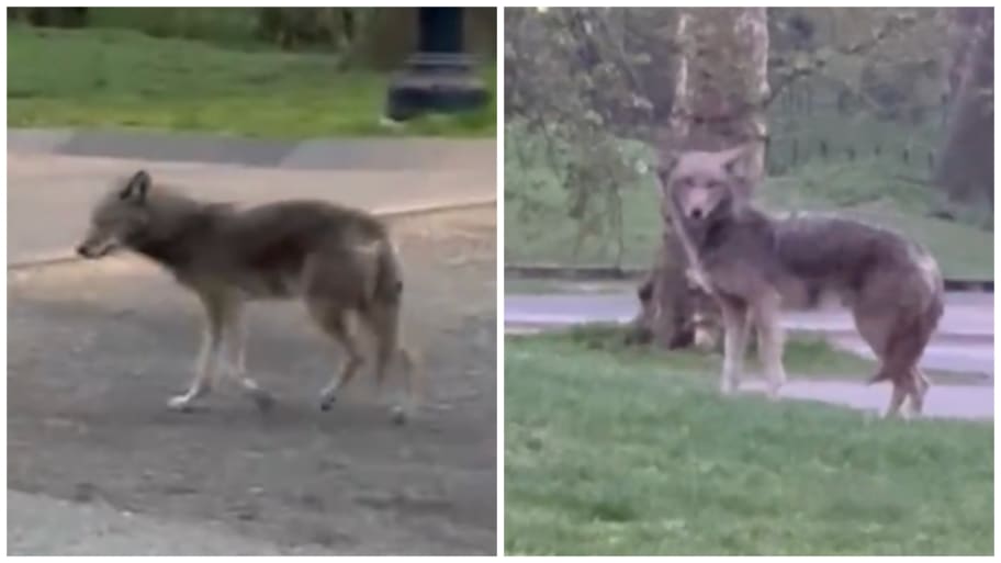 Side-by-side photos of a coyote in Central Park.