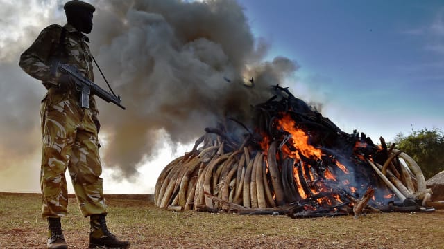 rachel nuwer poached anti poaching hunt hunting elephant ivory tiger tusk pangolin climate change
