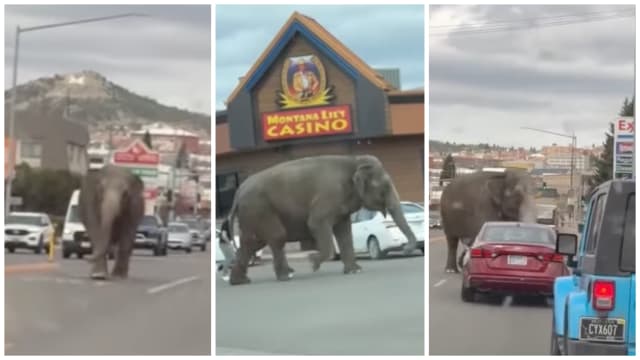 Side-by-side photos of an elephant crossing a street in Montana.