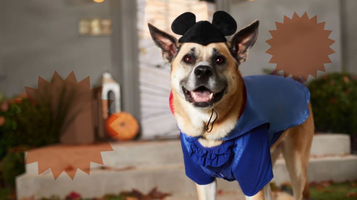 Chewy’s Halloween Pet Favorites Sale is Downright Spooky