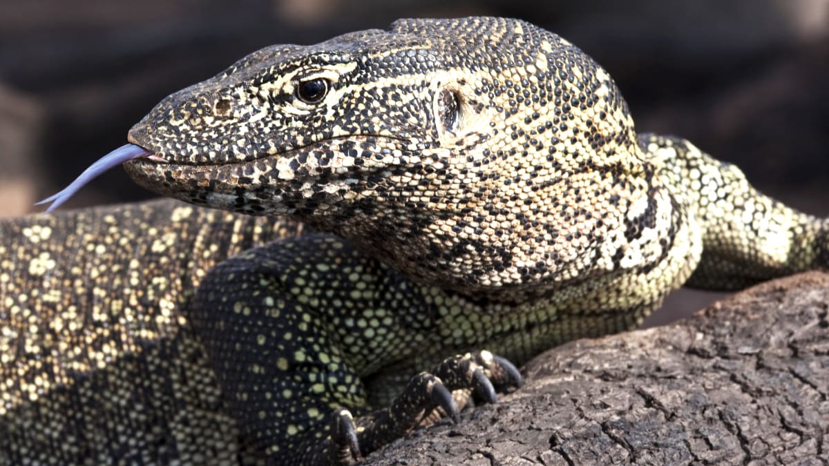 Monster' lizard is menacing a family in their backyard. Even
