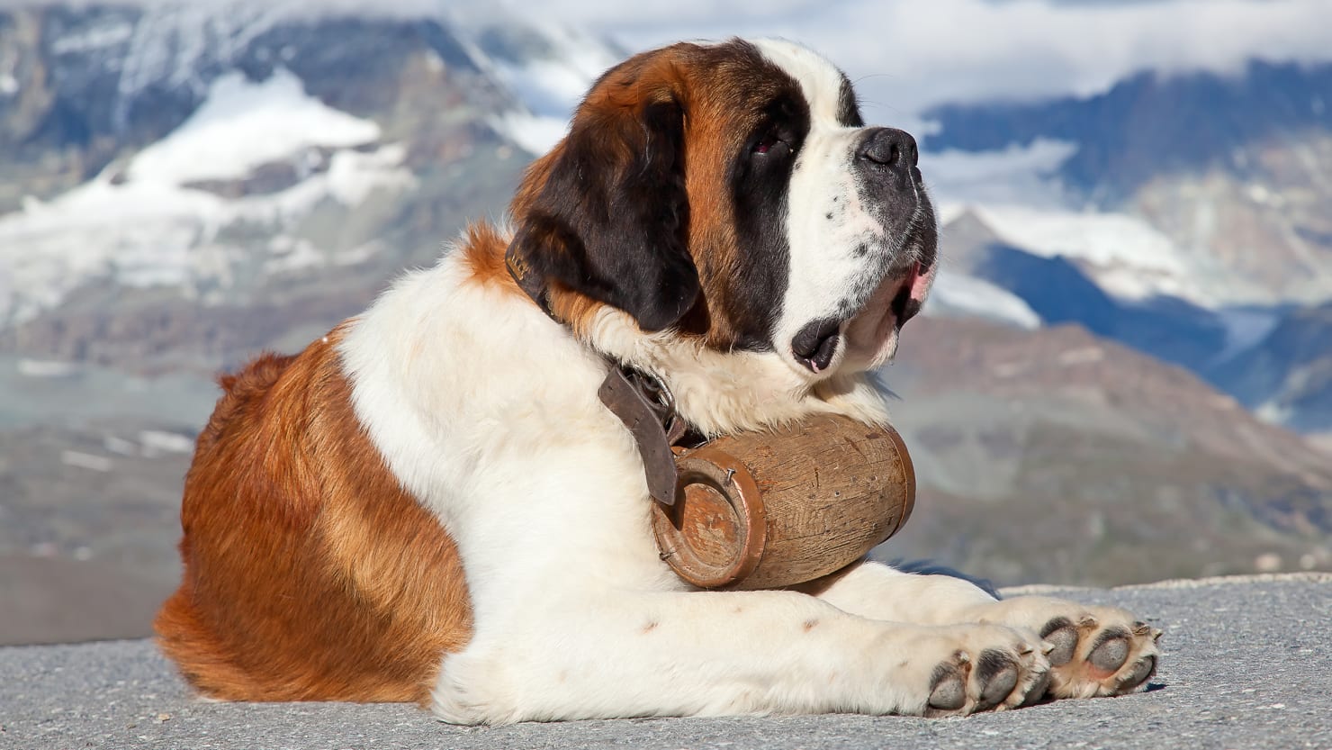 St bernard cheap carrying rum