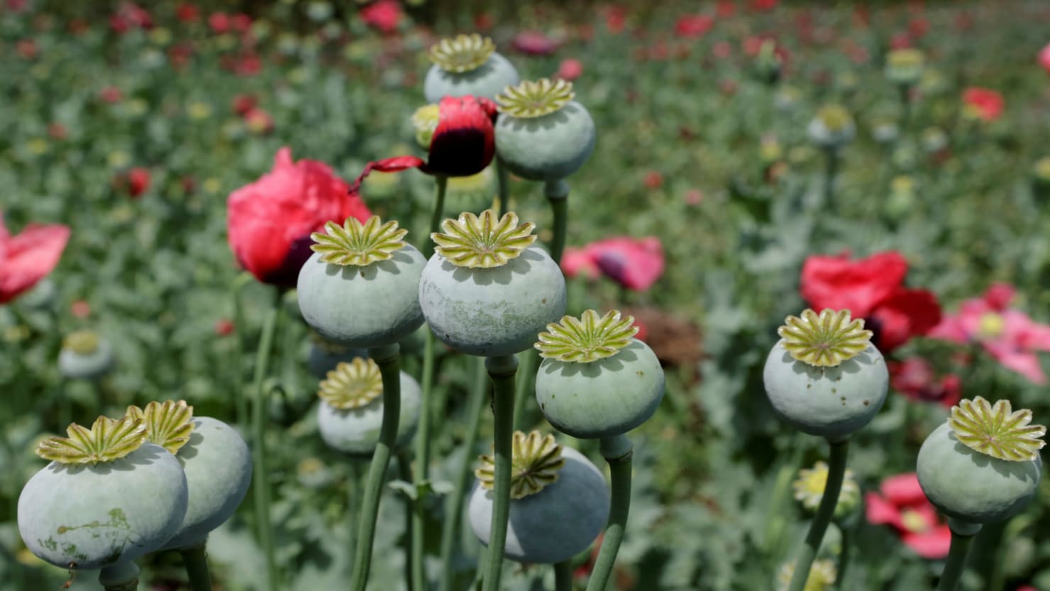 North Carolina Police Stumble Upon $500M Opium-Producing Operation