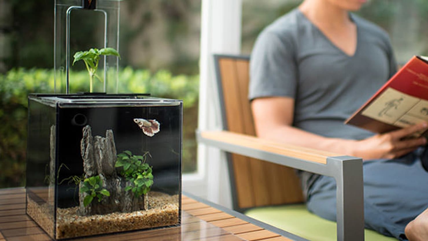 This SelfCleaning Fish Tank Will Actually Save You Money