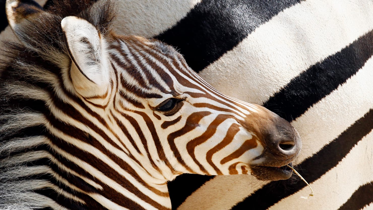 Pet Zebra Killed by Owner After Escaping Florida Home