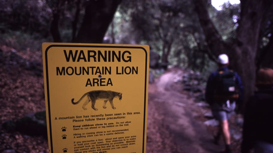 Mountain Lion warning sign in Yosemite