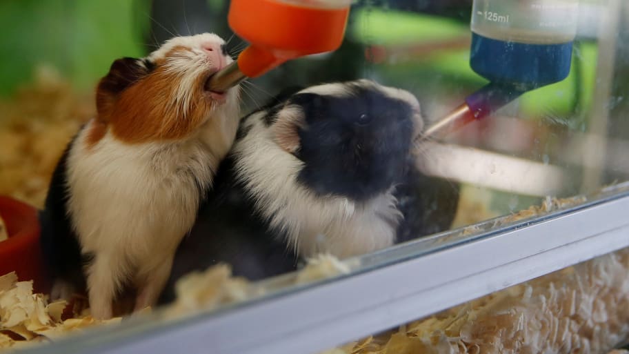 Guinea pigs drink water while being displayed in a pet store.