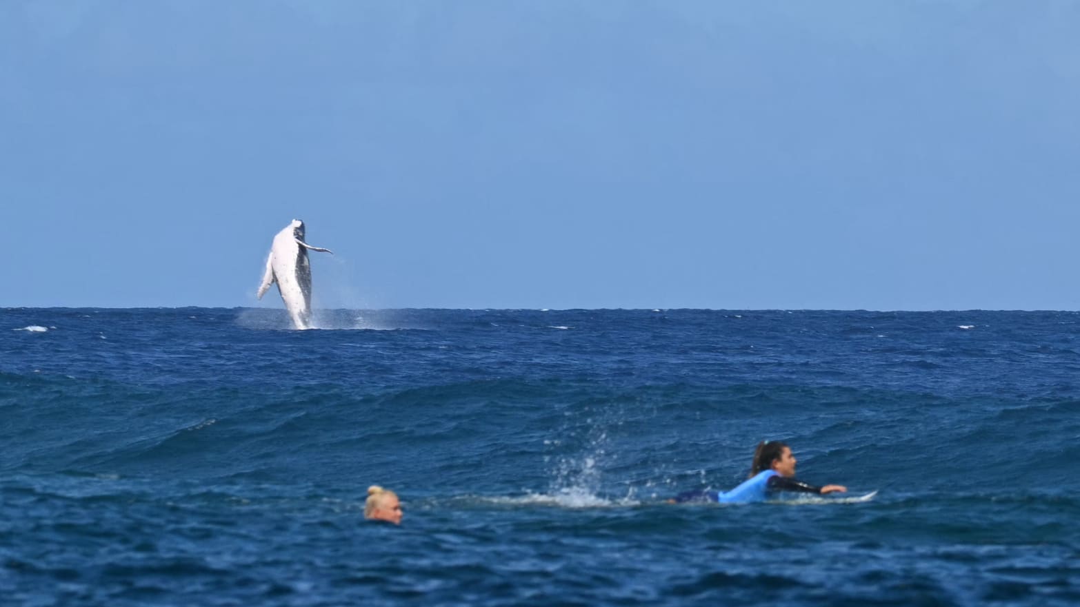 A whale breaches by the Olympic surfing competition