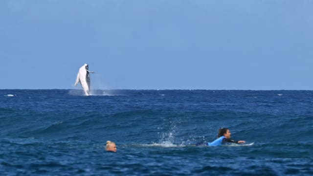 A whale breaches by the Olympic surfing competition