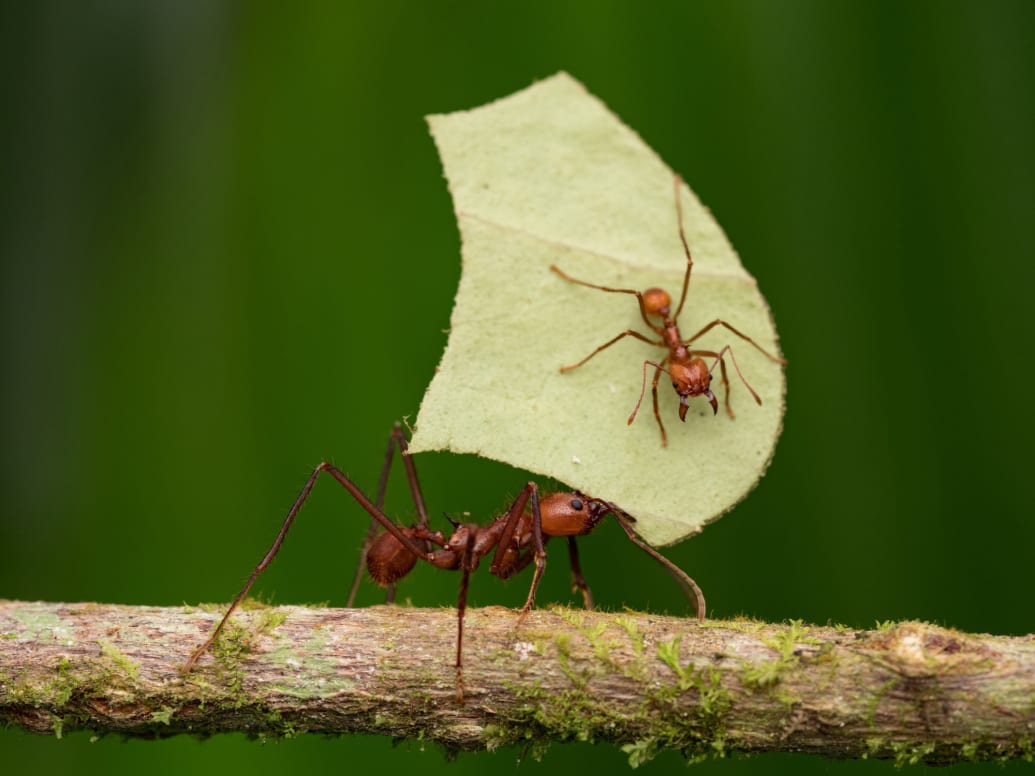 A leafcutter ant carrying a leaf with a smaller leafcutter ant sitting on it in an episode of A Real Bug’s Life.