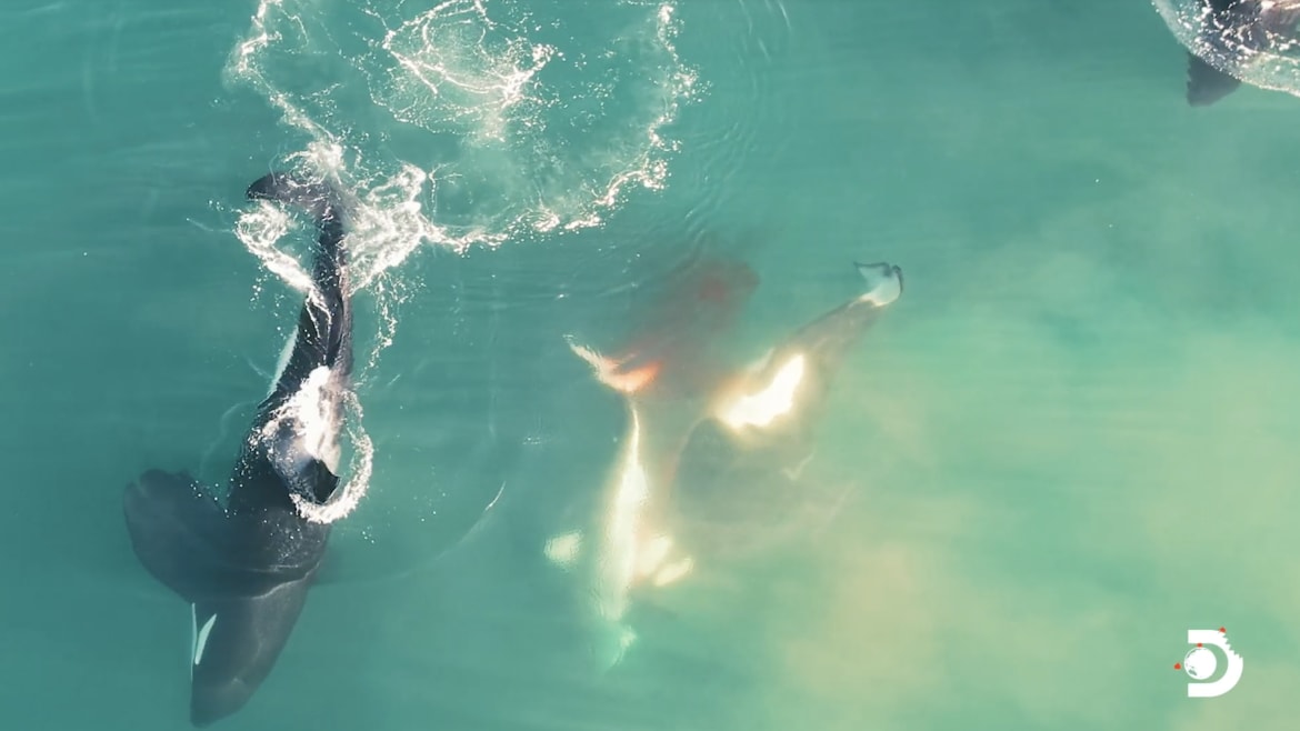 Watch This Stunning Footage of Orca Whales Killing a Great White Shark