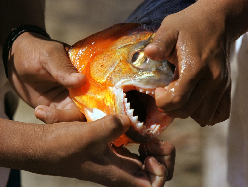 Yawalapiti indian boys show off a piranha fish they just hauled in from the Tuatuari river.