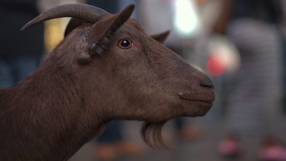 A goat is seen at an intersection in Manhattan, New York April 7, 2012. 
