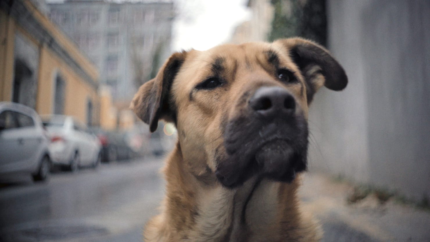 The city filled with homeless dogs fighting to survive