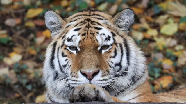 A Siberian tiger also known as Amur tiger is seen at an enclosure at Zoo Zurich, Switzerland, Oct. 30, 2020.