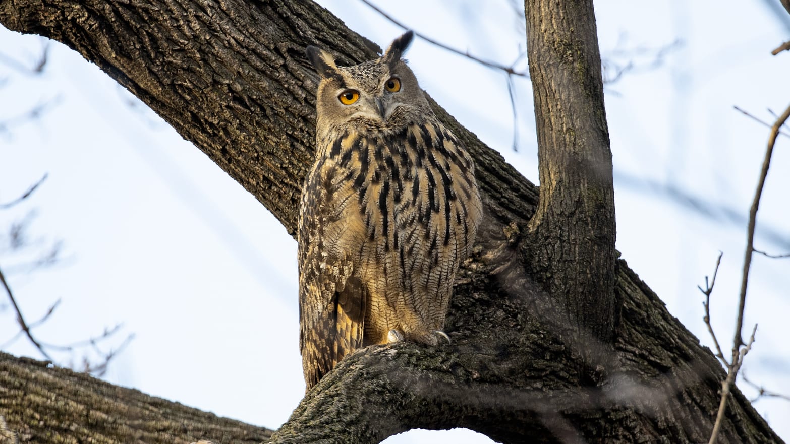 Flaco, a Eurasian eagle owl that escaped from the Central Park Zoo