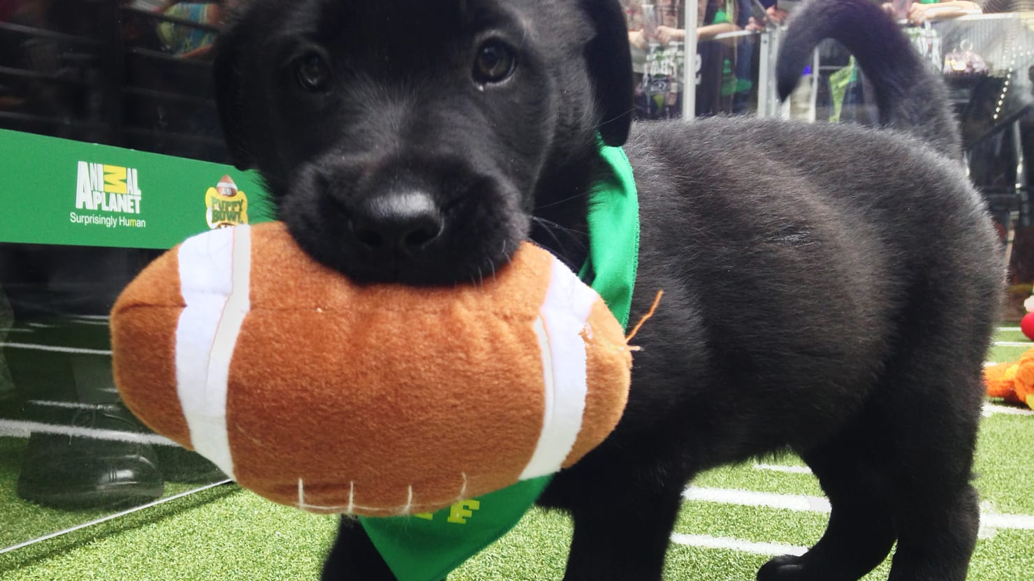 Team Fluff Snatches Ulti-Mutt Victory at 2022 Puppy Bowl – Daily Beast