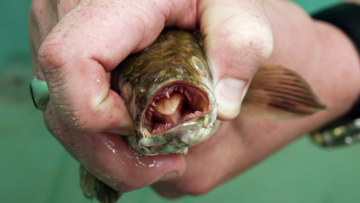 The Asian Snakehead Fish Is Very Ugly, Very Invasive, and Very Tasty
