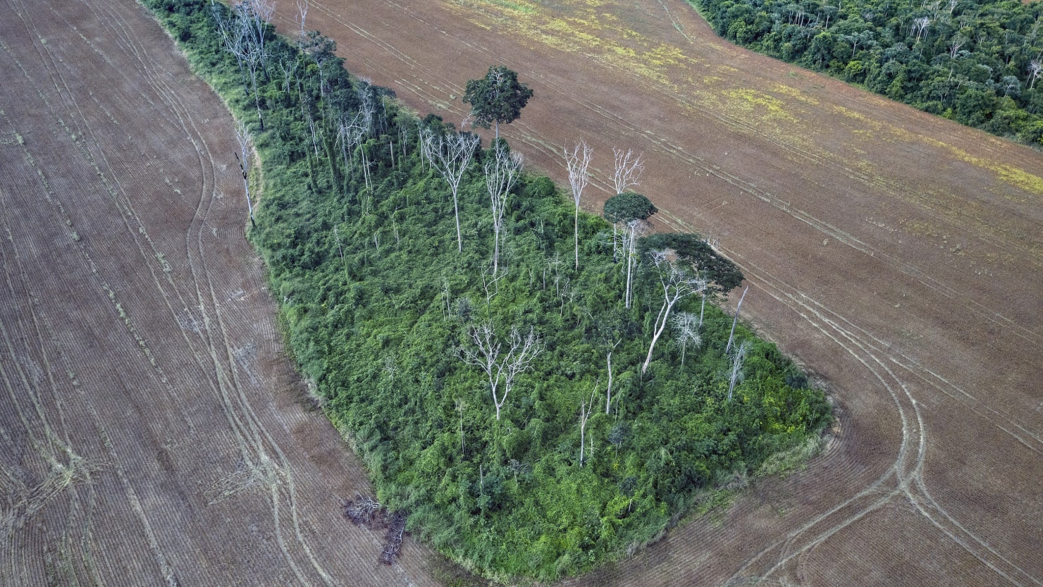 More Than a Third of What’s Left of the Amazon Rainforest Is Dying