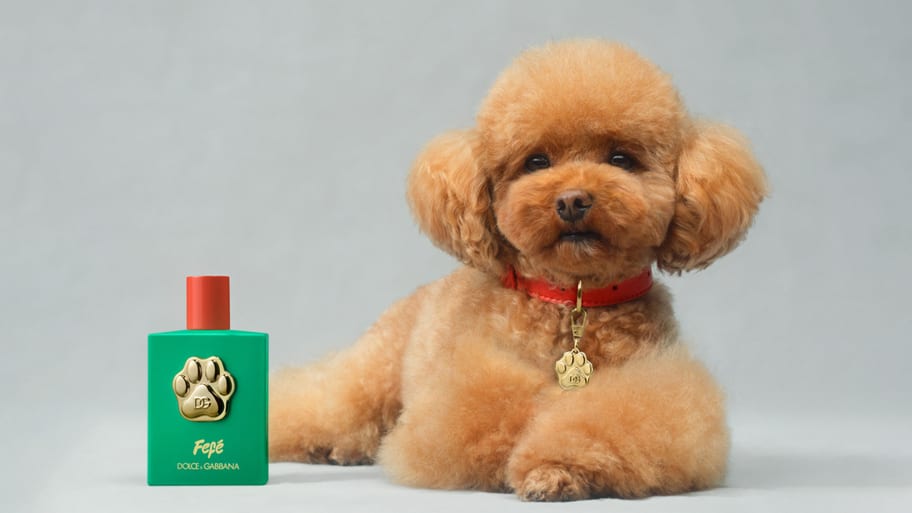 Dolce & Gabbana launches perfume for dogs.