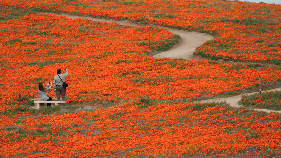 Super Bloom Flower Lovers Land Helicopter on Protected Antelope Valley