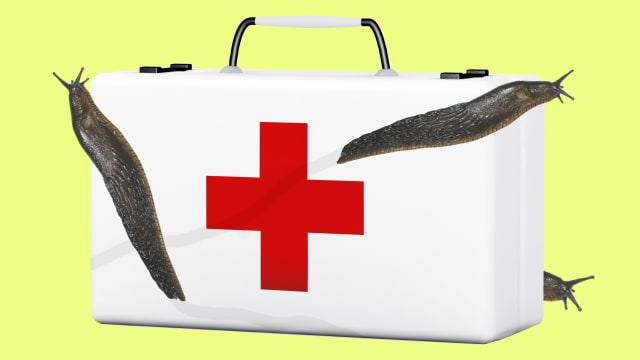 image of a white medical first aid with a red cross in front of the box with three 3 slugs crawling over it in foreground background pastel yellow snail adhesive dusky arion Andrew Smith University of Ithaca