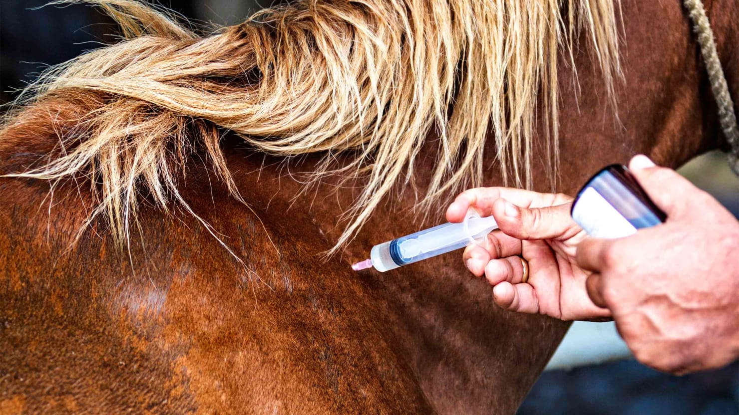 Horse Tranquilizer Xylazine Keeps Showing Up in Human’s Fentanyl Drug