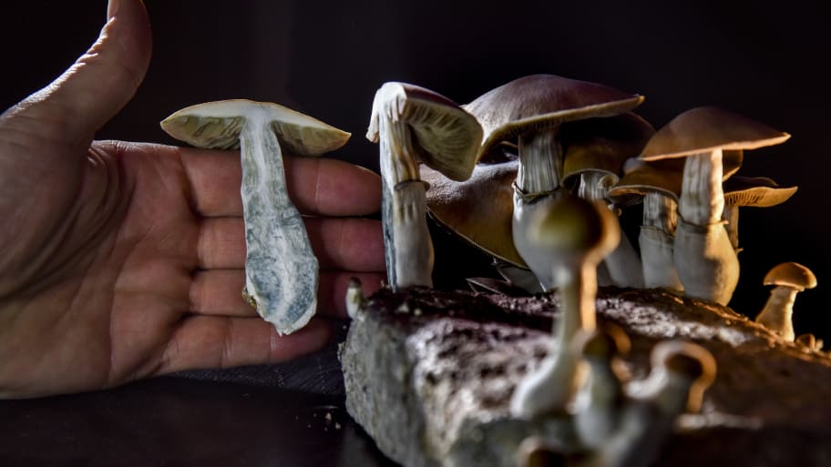 Australia allows prescriptions of mushrooms, MDMA for mental health problems
