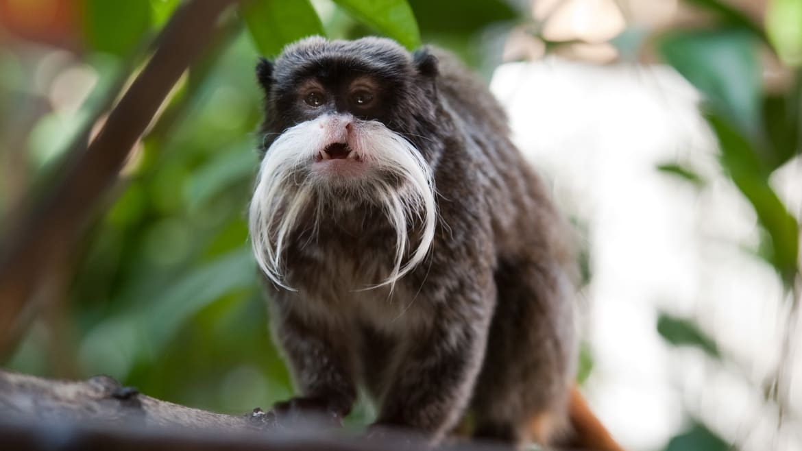 More Trouble for Dallas Zoo As Two Emperor Tamarin Monkeys Go Missing