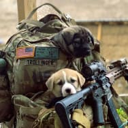 Photograph of dogs in a military backpack