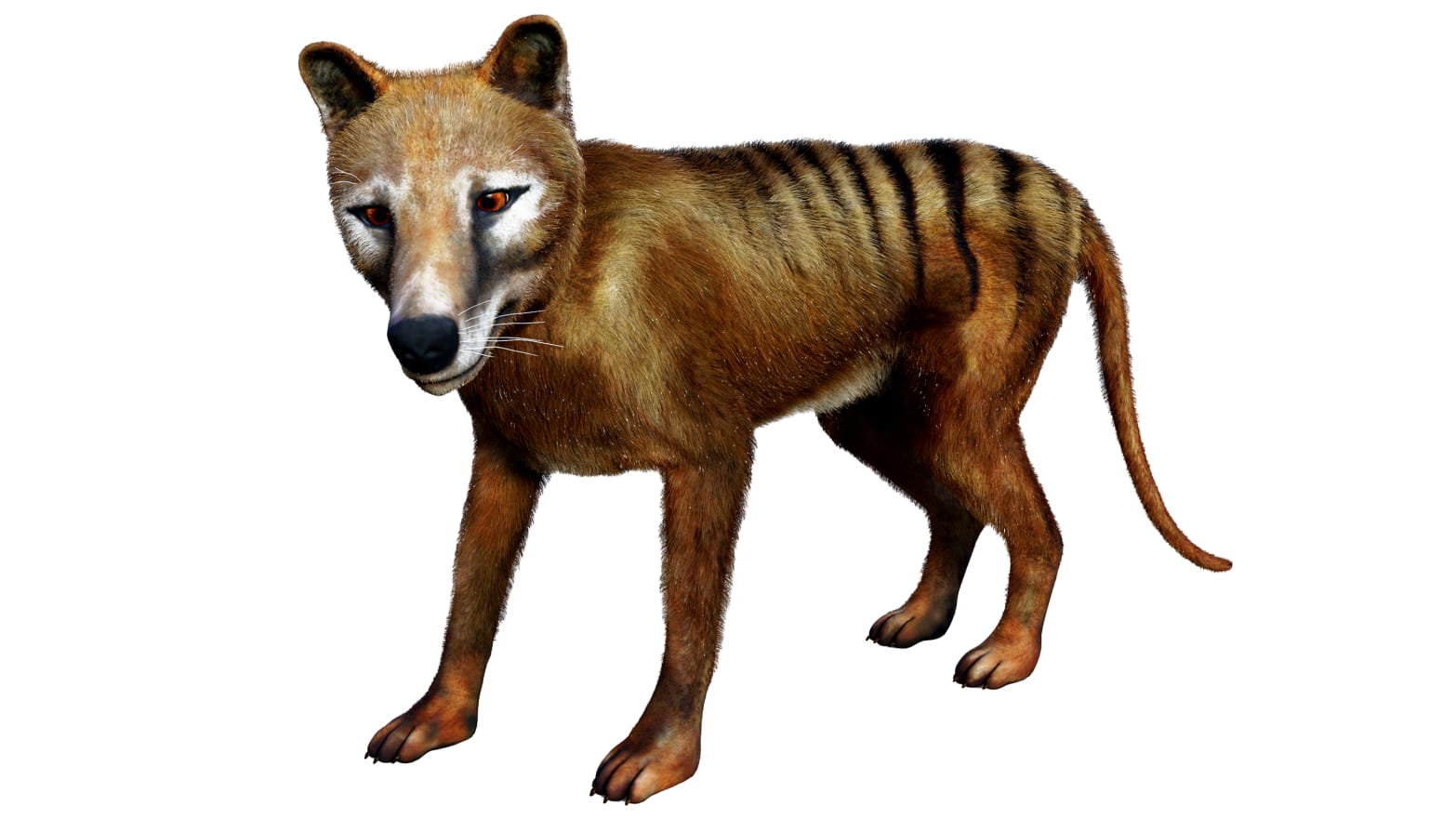 Colossal to De-Extinct the Thylacine, also known as the Tasmanian Tiger, an  Iconic Australian Marsupial That Has Been Extinct Since 1936