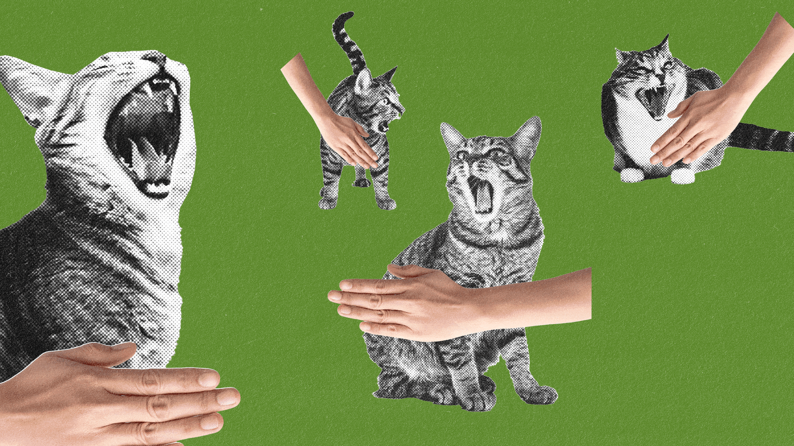 Illustration of cats and hands