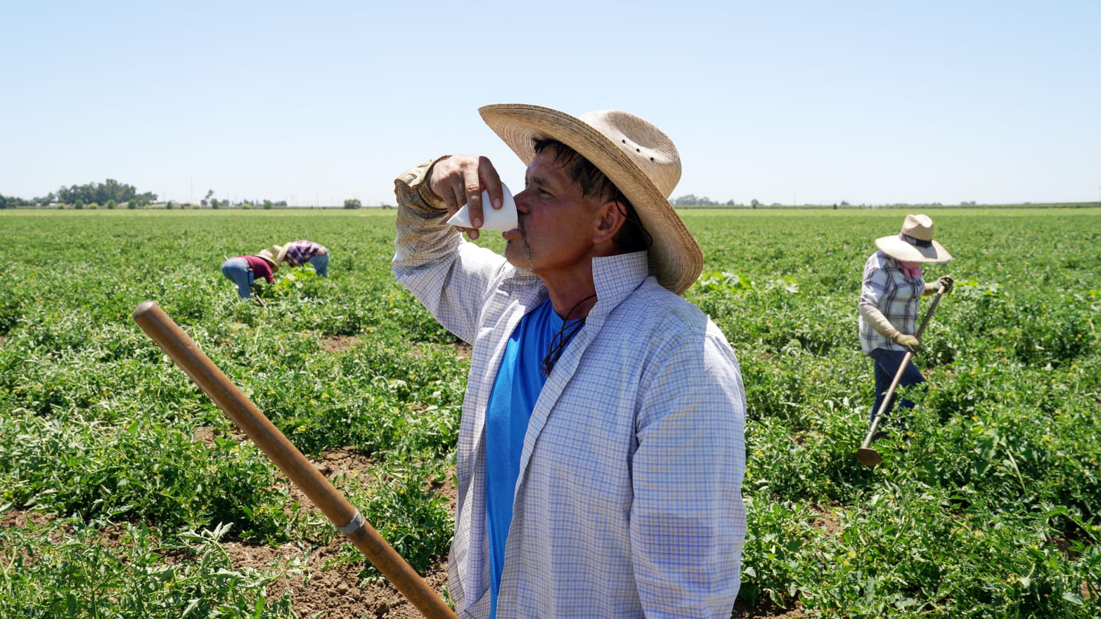 Agricultural worker Ernesto Hernandez takes a water break while enduring high temperatures in a tomato field.