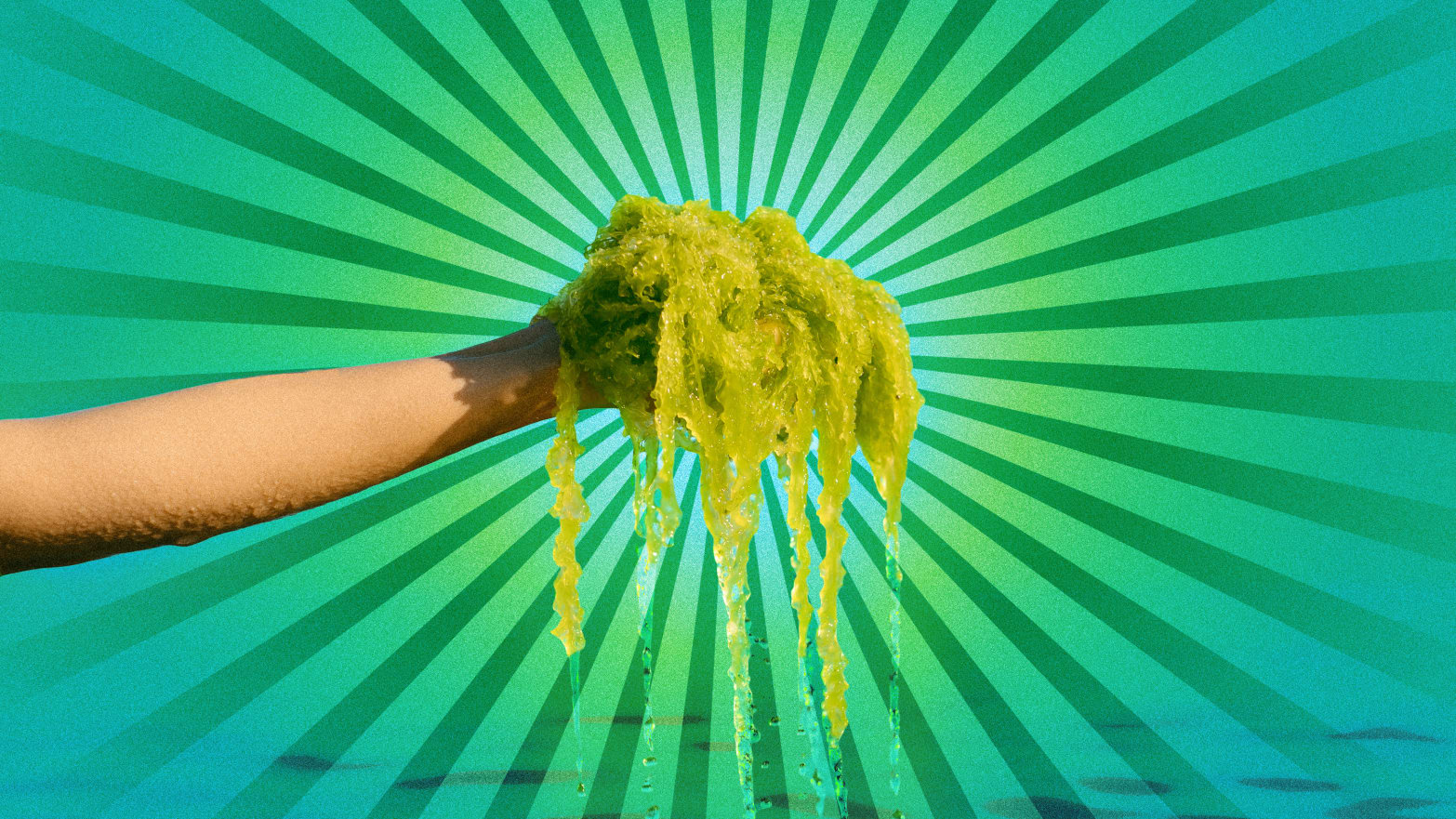 A photo illustration of a hand holding a pile of seaweed over water.