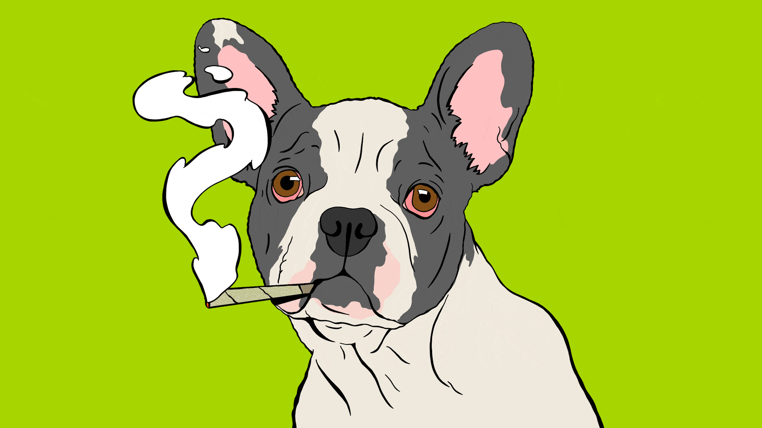Illustrated gif of a french bulldog smoke a joint