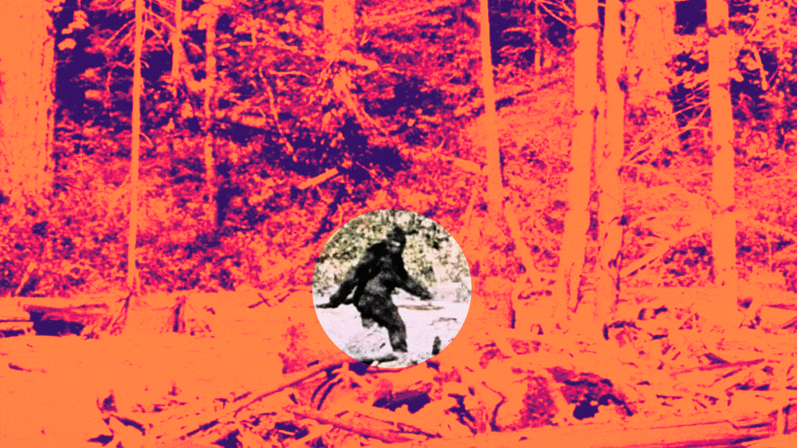 "A gif showing a thermal heat map illustration of Frame 352 from the Patterson Gimlin Bigfoot film from 1967, with a searching spotlight for Bigfoot."