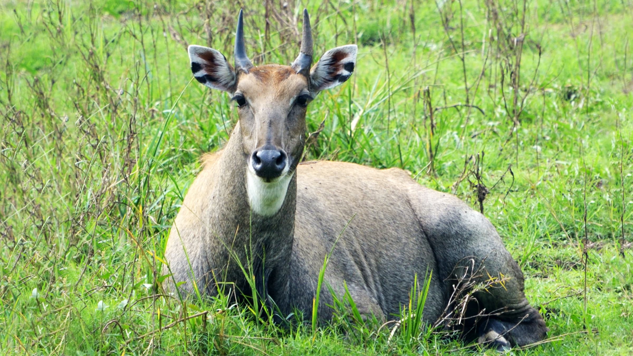 Nilgai, the Chimeric Beast Overrunning Texas and Spreading Disease