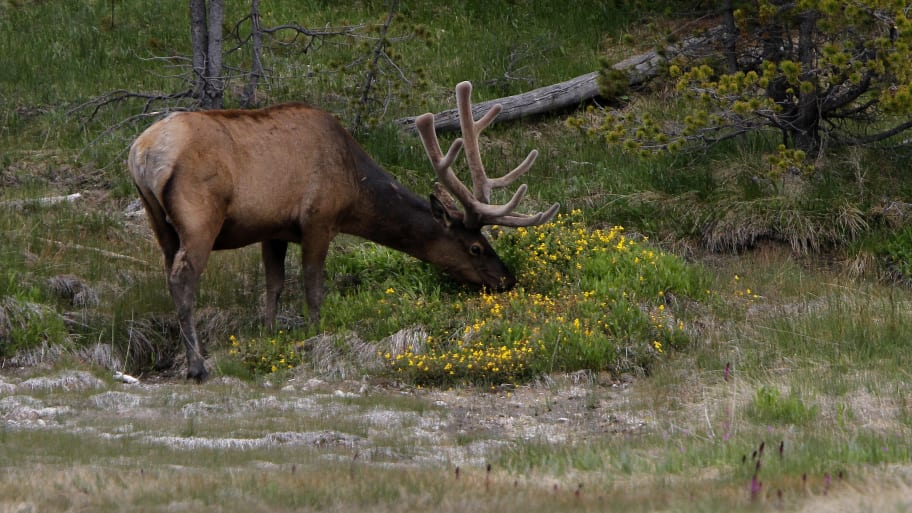 A bull elk with velvet still on it's antlers grazes near Madison in Yellowstone National Park, Wyoming.