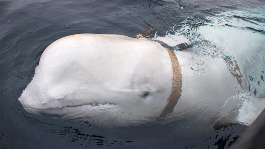 Hvaldimir, a beluga whale discovered in Norway. 